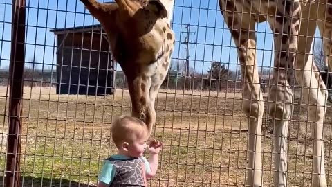Cute Giraffe Gives Baby Smooches!