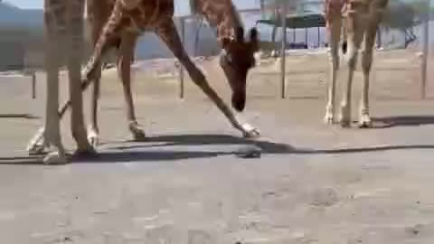 A hasty giraffe