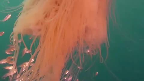 The largest known species of jellyfish the lion’s mane has tentacles that can extend more than 30 meters longer than a blue whale