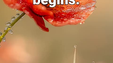 Stillness is where magic begins #natureambience #positiveenergy #sleepmusic #meditation