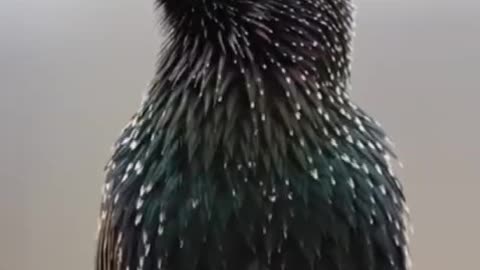 natural