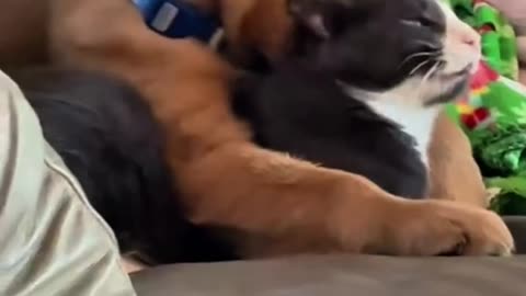 Cats & Dogs