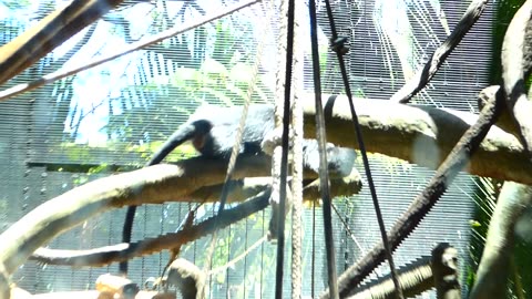 Monkeys chillaxin at the Safari Park