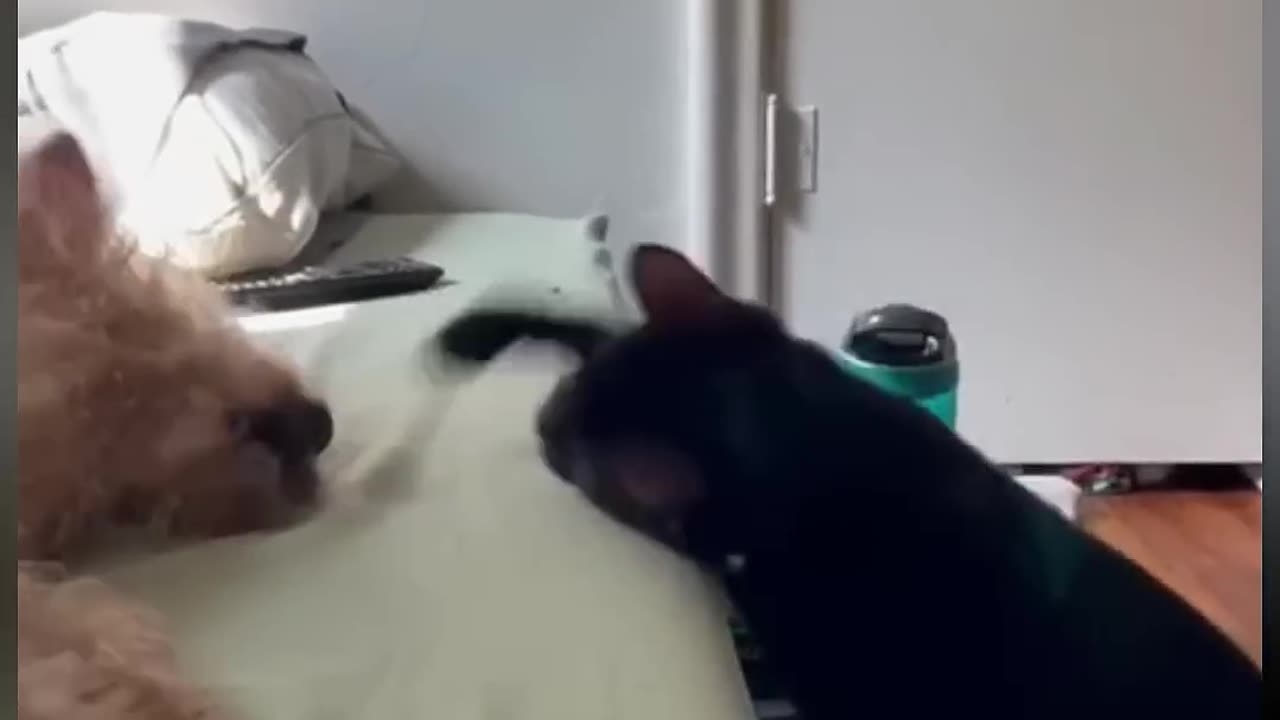 Funny Videos Dog and Cat