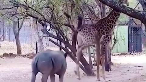 29 Times Animals Messed With The Wrong Opponent! [Funny Pets]