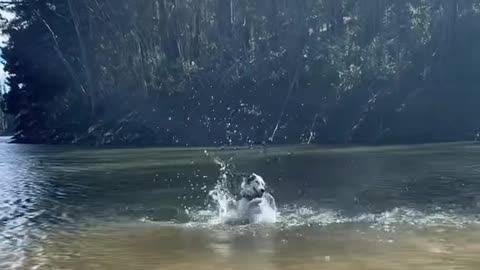 Dog Helps Himself Out Of Water