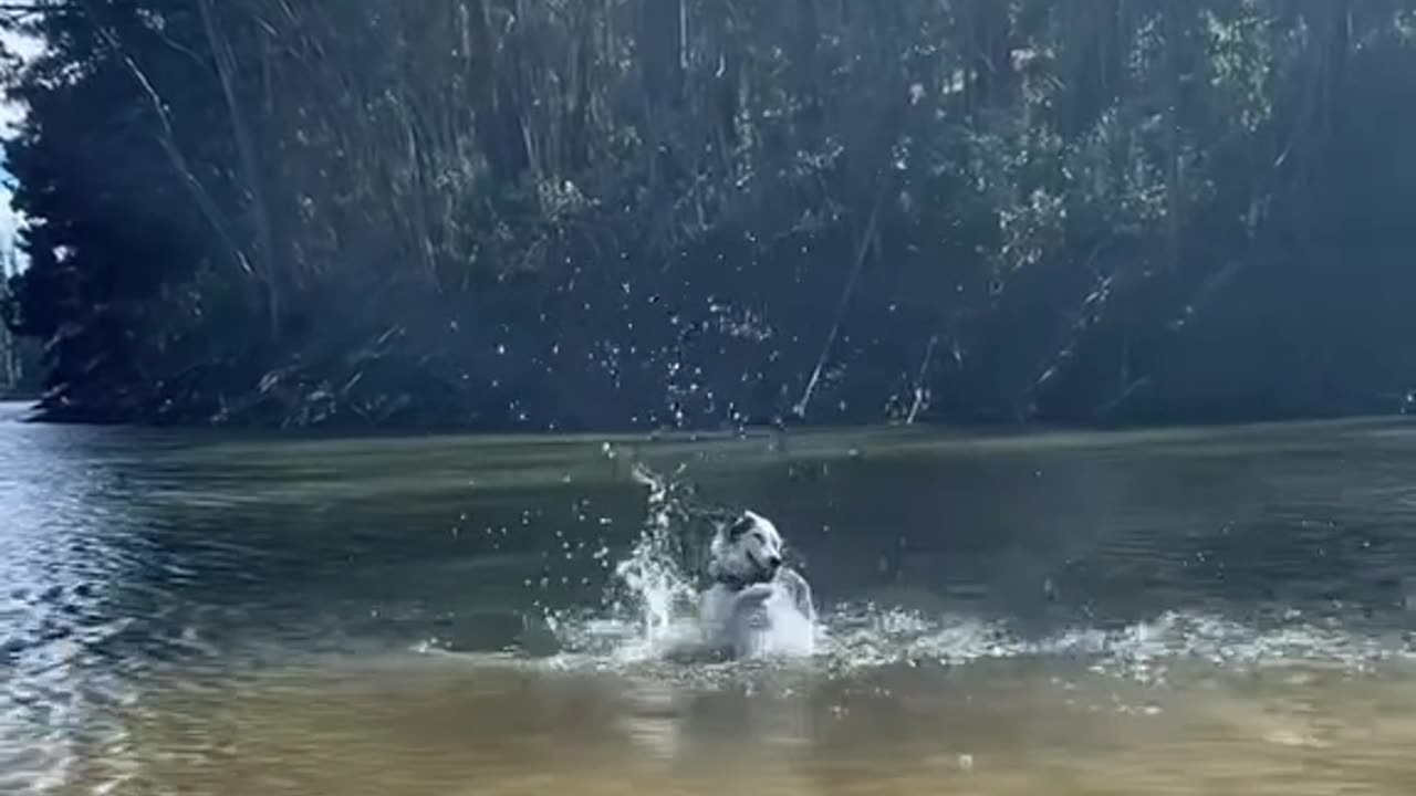 Dog Helps Himself Out Of Water