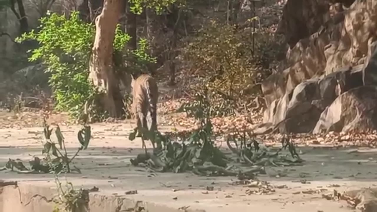 Tigers