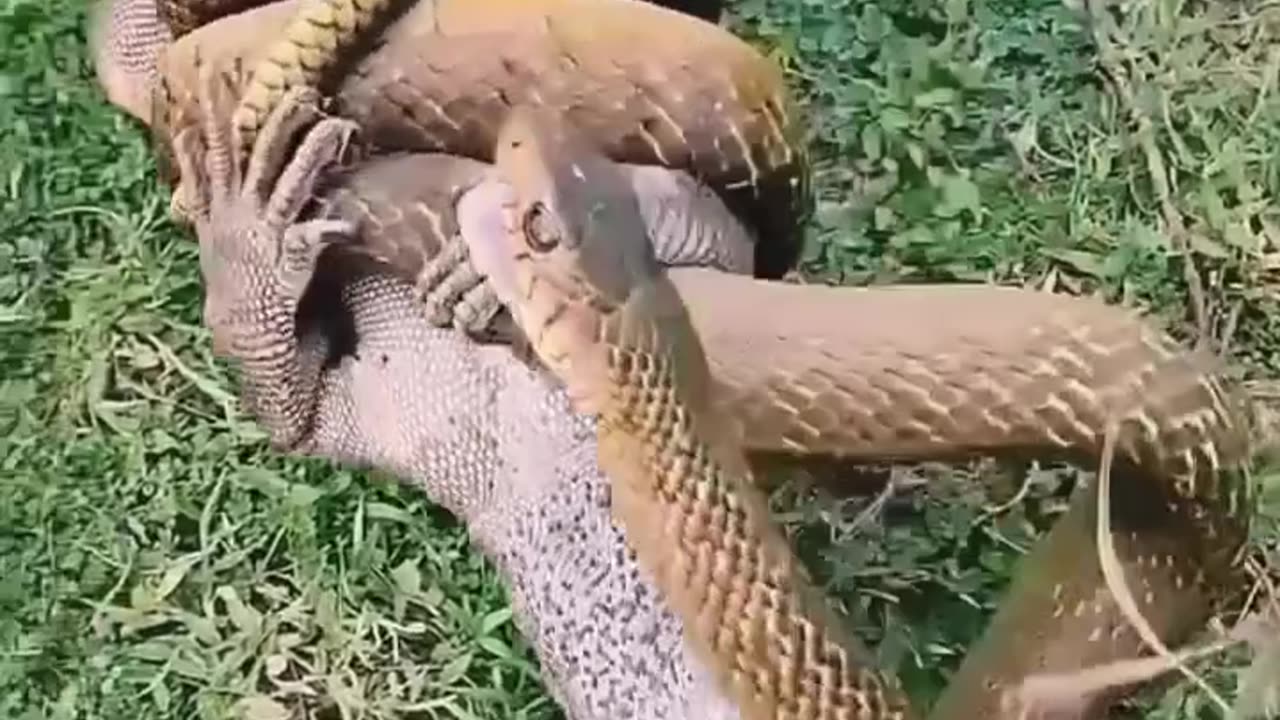 Dangerous animals