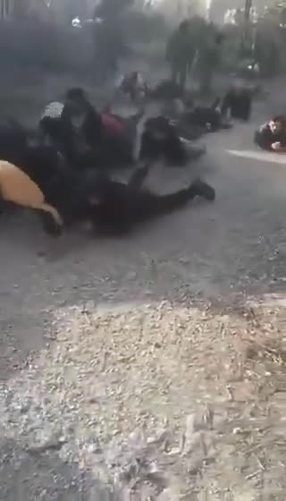 🇸🇾Syrian Government militias make Alawites and Christians crawl and bark...