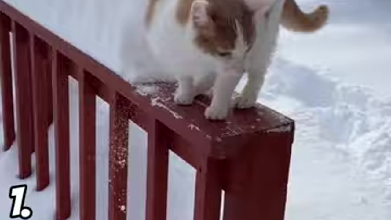 BEST Animal Fails of the Week! (Cute _ Hilarious)