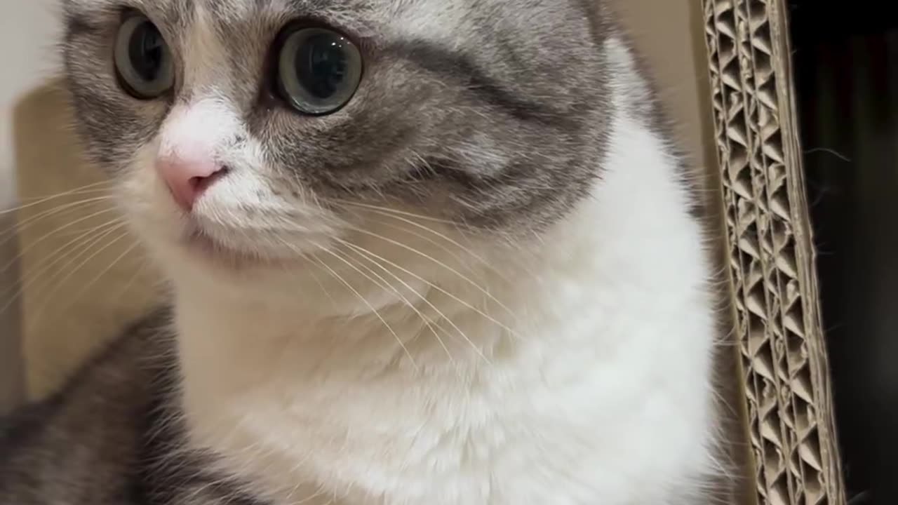 cat funny