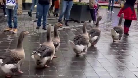 The Goose Parade You Didn't Know You Needed! 🪄🪿🎶