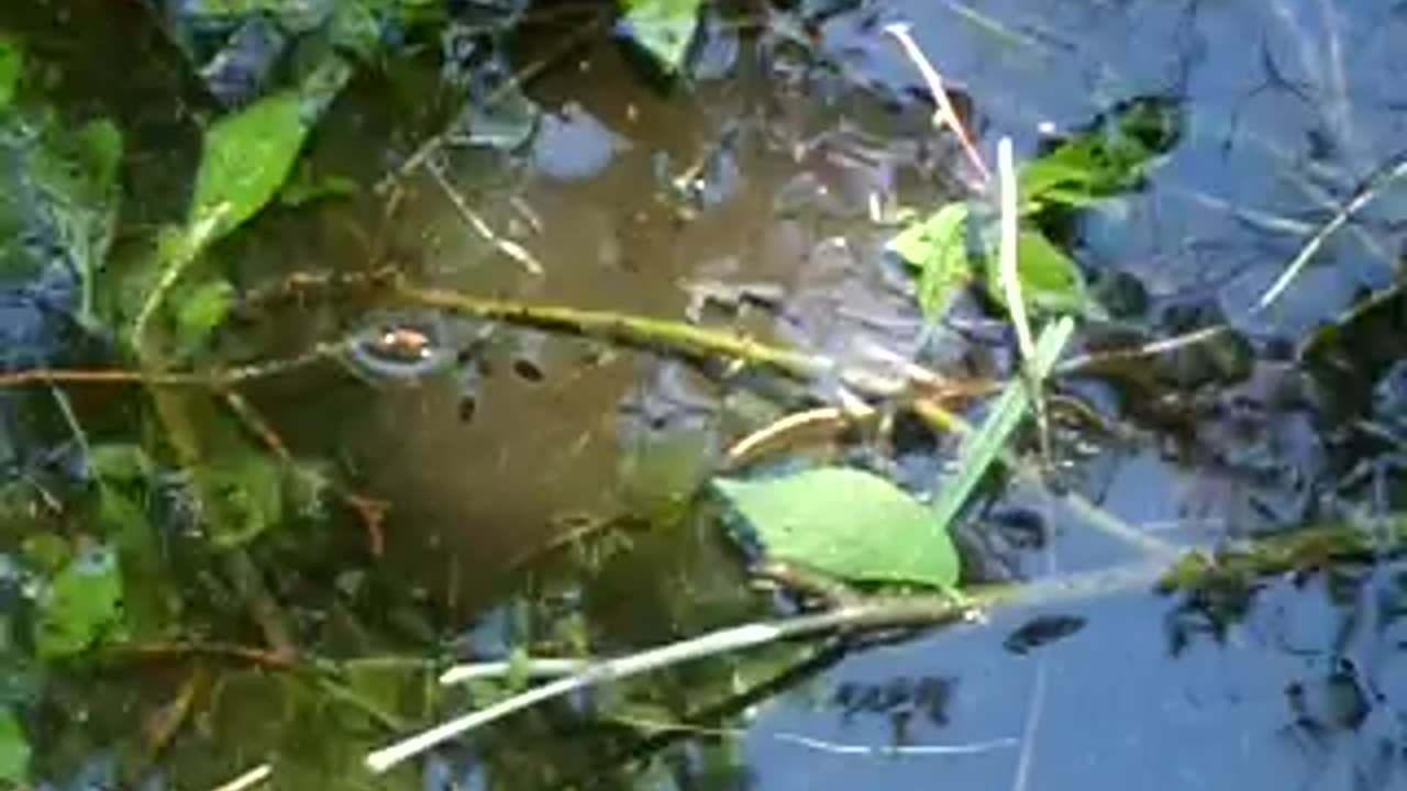 Water striders making strides!