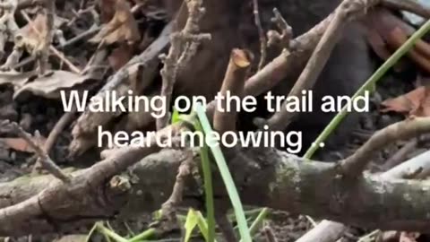 Walking on the trail and heard meowing - kittens