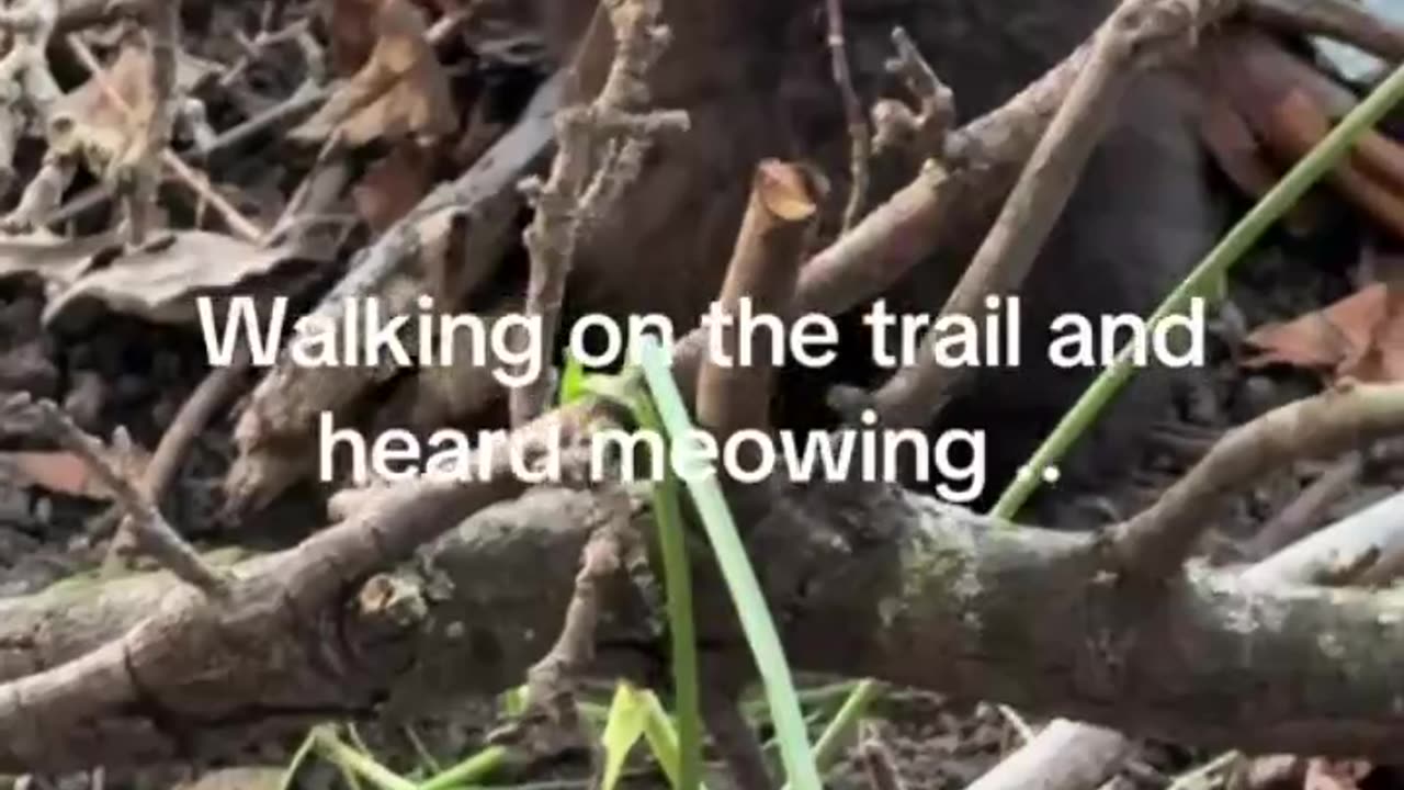 Walking on the trail and heard meowing - kittens