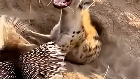 Hyena Vs Porcupine
