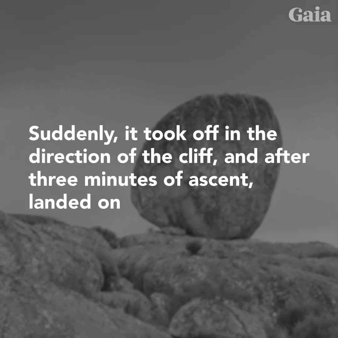 These Tibetan Monks Know the Secret of Levitation