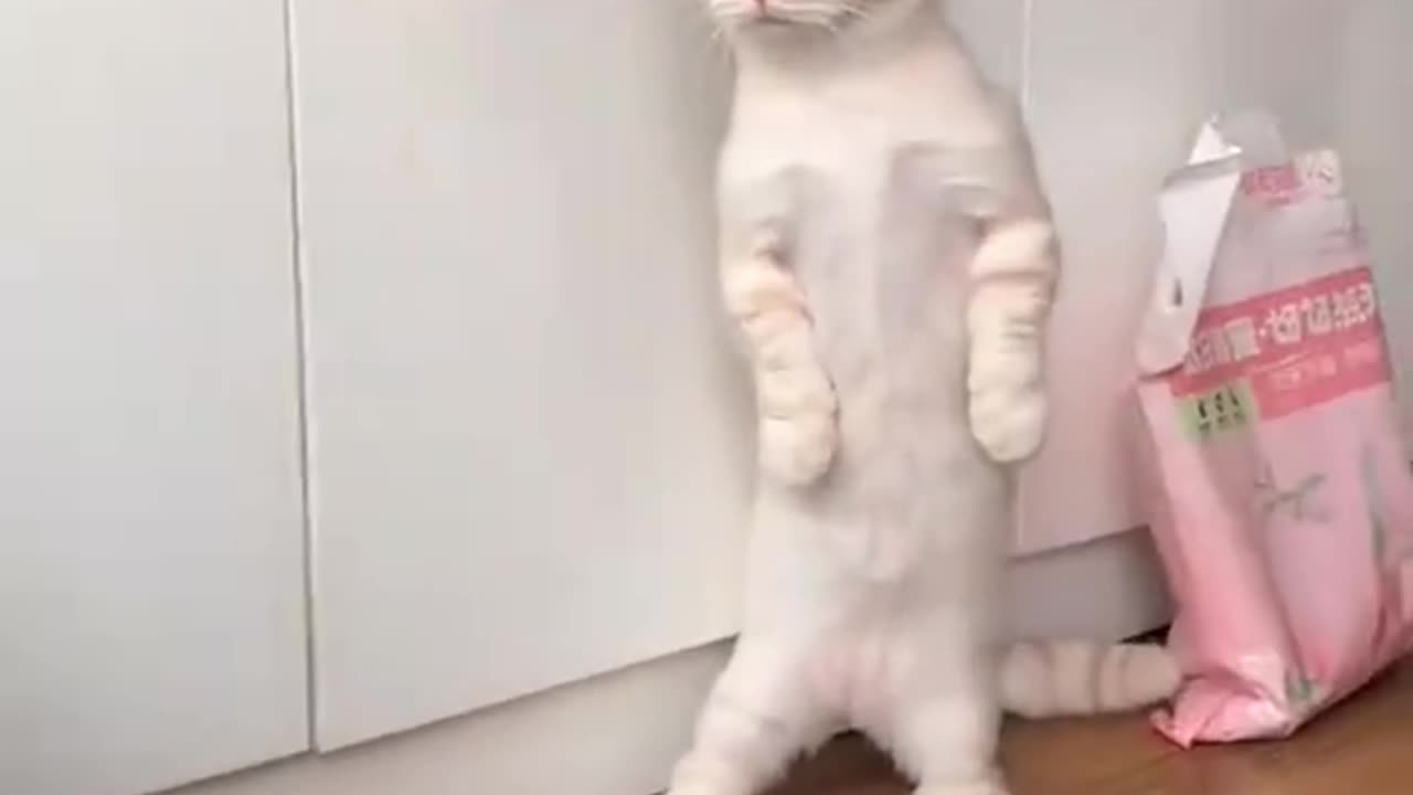 The way our funny pet cat looks scared🤣🤣🤣🤣