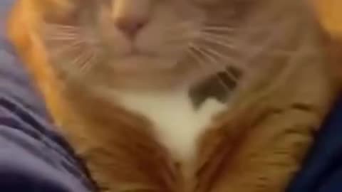 Cat Moments