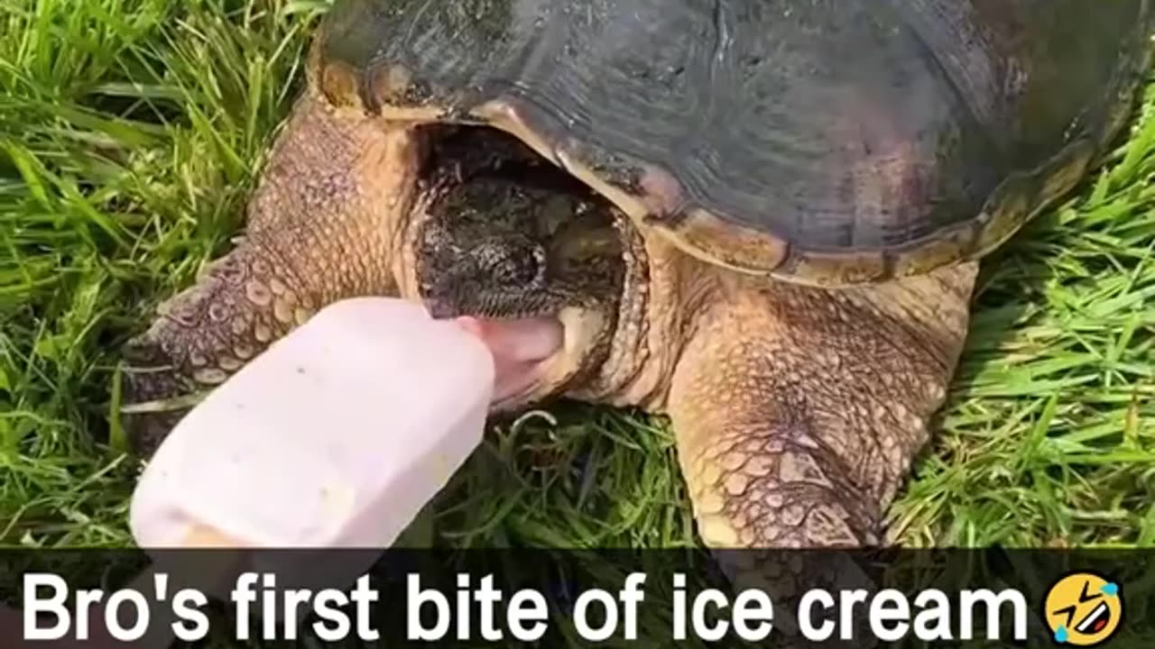 snapper turtles don't play