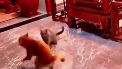 Funny animal