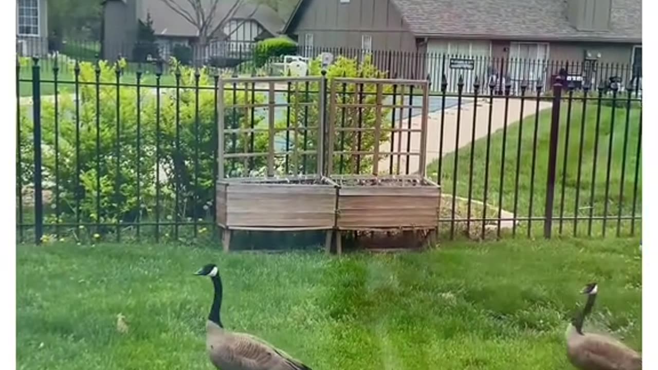 Goose being ignored begging for help saving baby