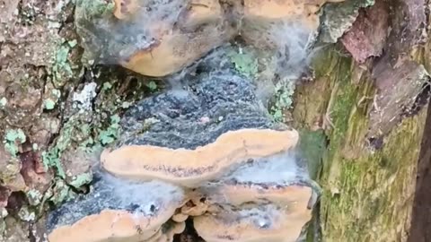 Mushrooms