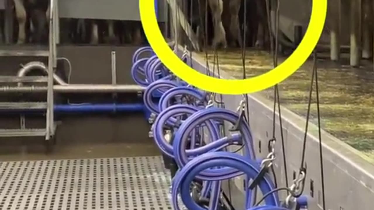 Preparing Dairy Cows for Healthy Milk Yield