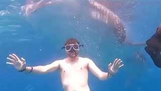whale shark 😍