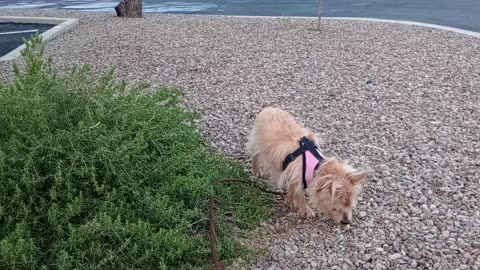 Kiko Paco at doggie walk midway point, kinda sniffing around after short rain lovely temp20250722198