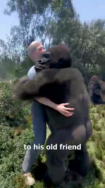 Gorilla Reunites With Friend After 5 Years 🥲