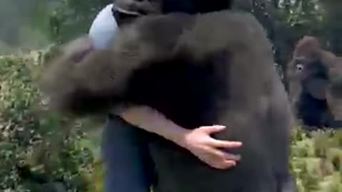 Gorilla Reunites With Friend After 5 Years 🥲