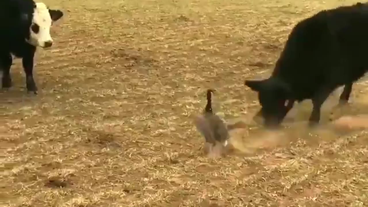 Canada goose takes on all comers 🤣