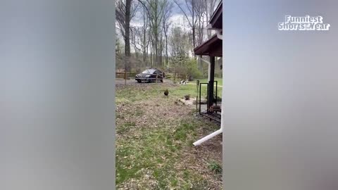 The FUNNIEST Shorts of the Year _ FUNNIEST Animal Videos of 2024