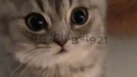 funny cat
