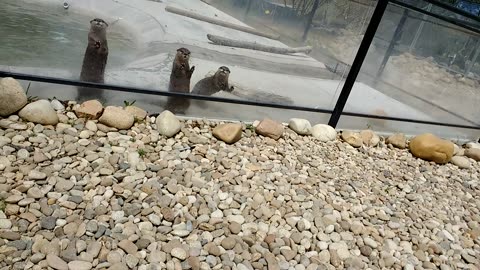 Otters making cute noises