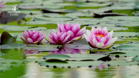 TranquilTunes - Loom Of Tranquil Chaos