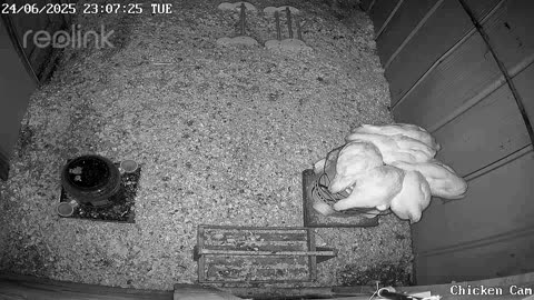 Millar Time Chicken Cam