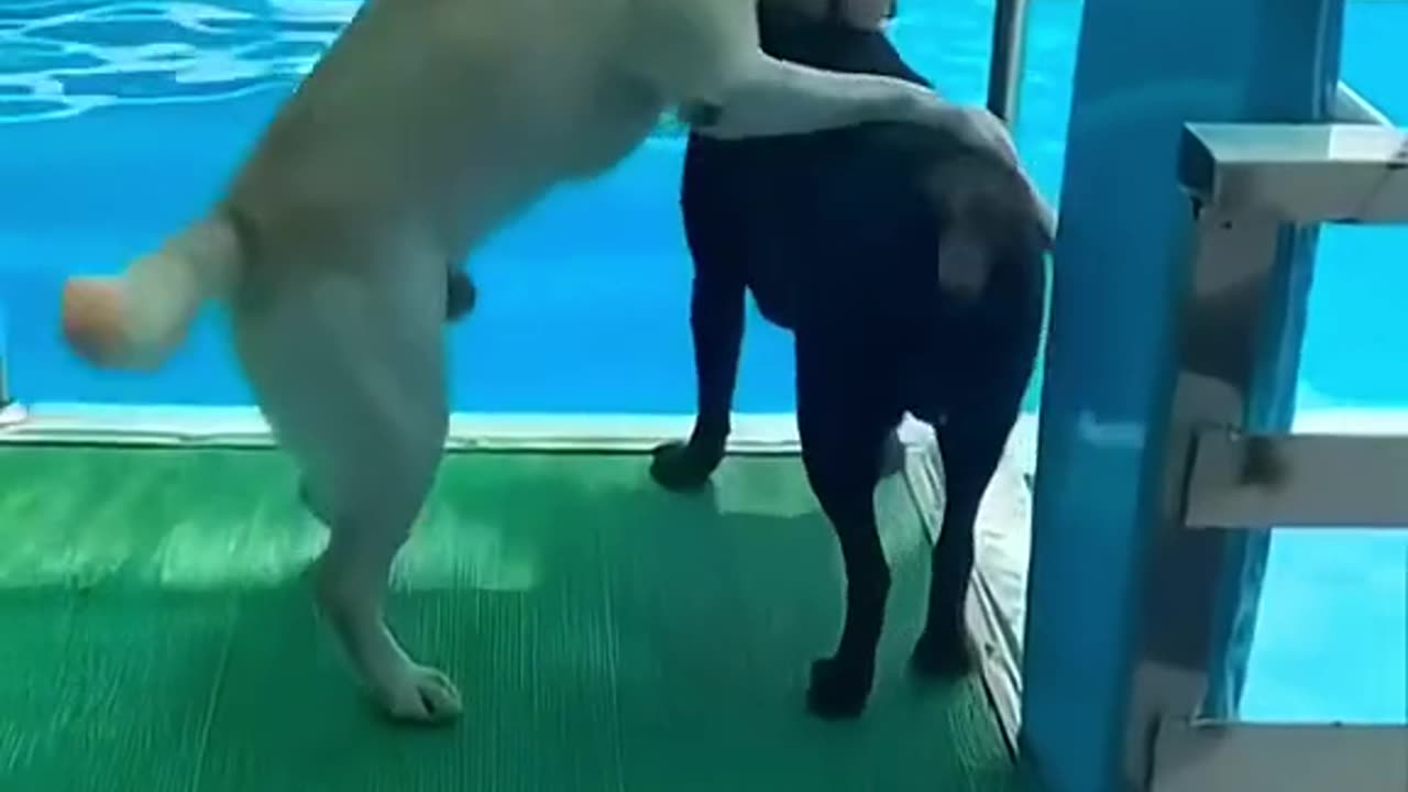 funny pet