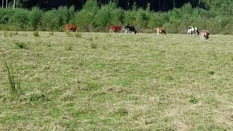 cow
