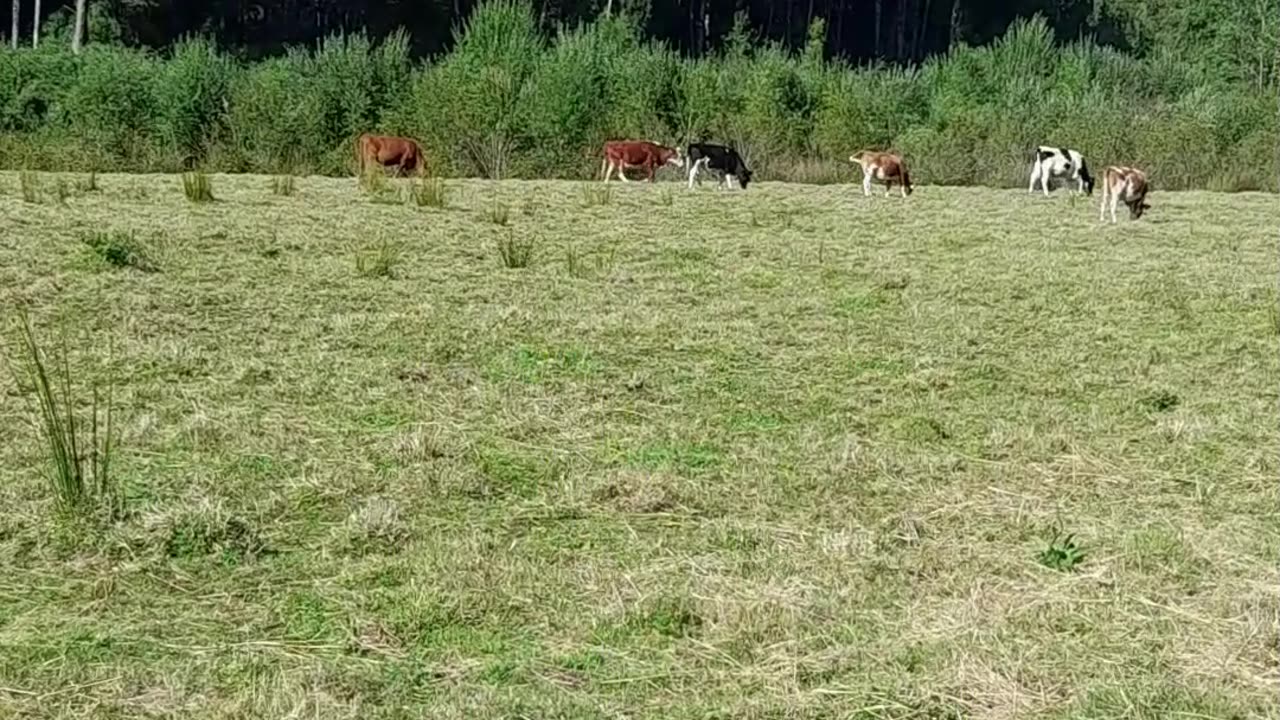cow