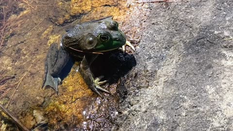 Bullfrog