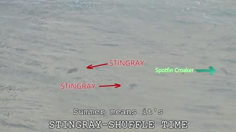 (72) 08/08/2025 - Stingrays and Spotfin Croaker at Imperial Beach, CA.