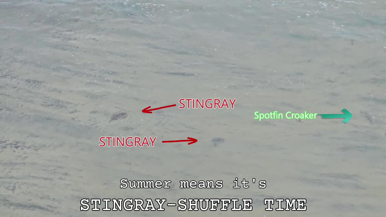(72) 08/08/2025 - Stingrays and Spotfin Croaker at Imperial Beach, CA.