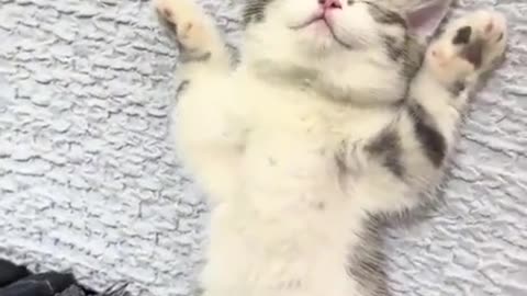 Cats so exhausted from being so adorable