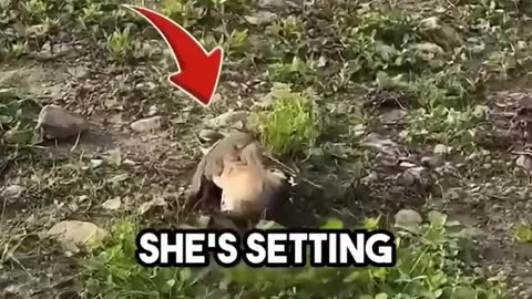 Weird Sports, Extreme Training & Clever Animals | Viral Clipper