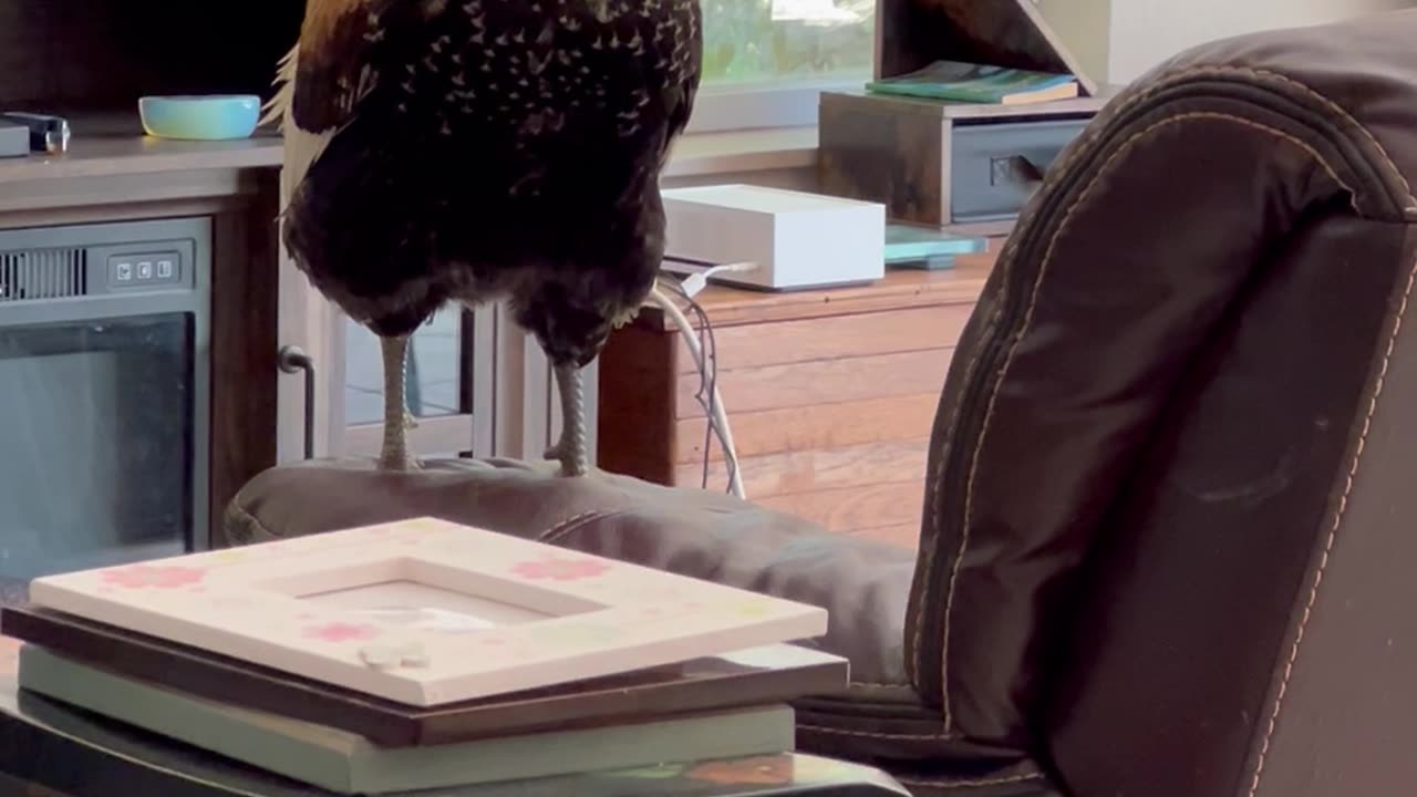 Grieving Rooster Looks for Grandma