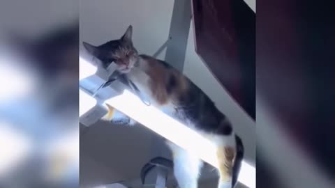 funniest cats and dogs 2025, part 21