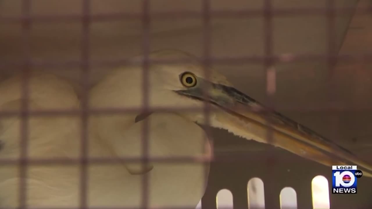 Guatemalan Illegal deported after throwing rock at, injuring endangered bird species